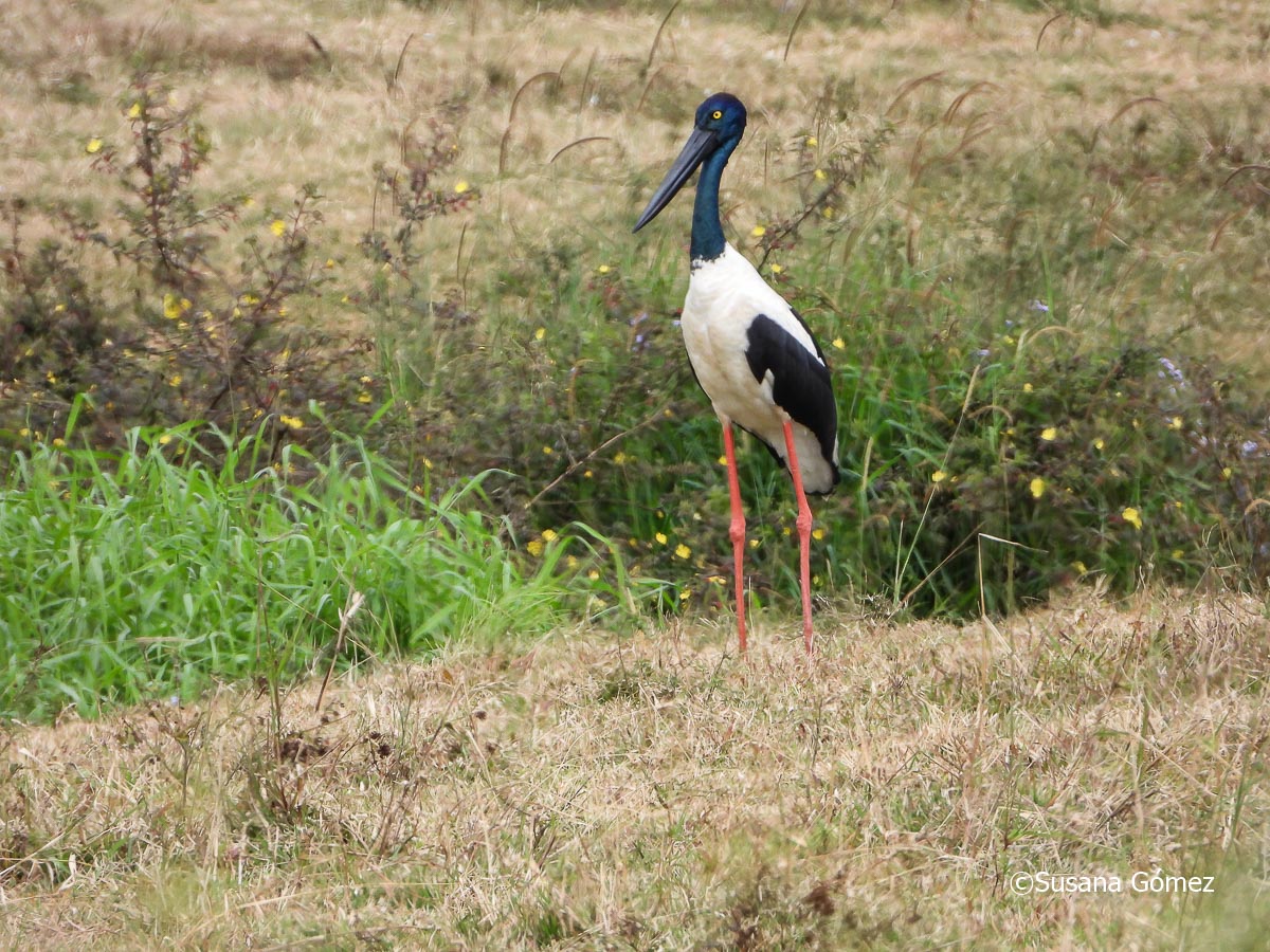 Foto Jabirú Asiático
