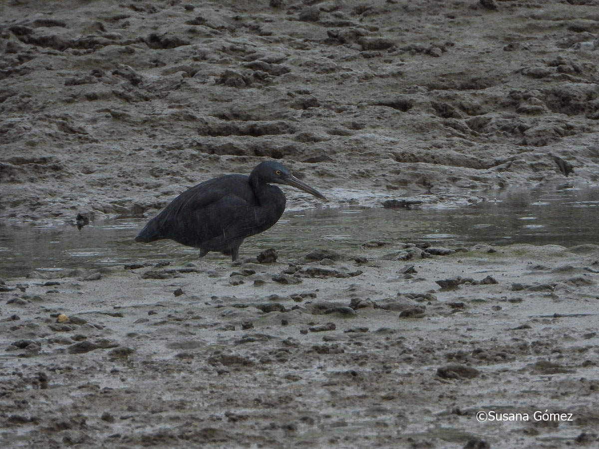 Foto Garceta de Arrecife