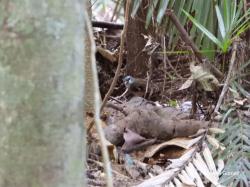 Foto Petroica Cabecigrís