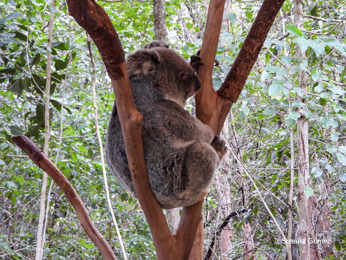 Foto Koala