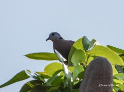 Foto Tórtola Cabecigrís