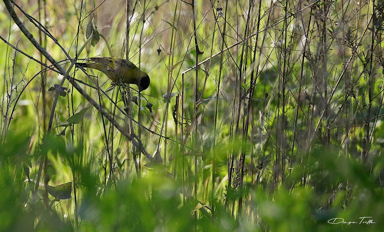 Photo Cabecitanegra Común