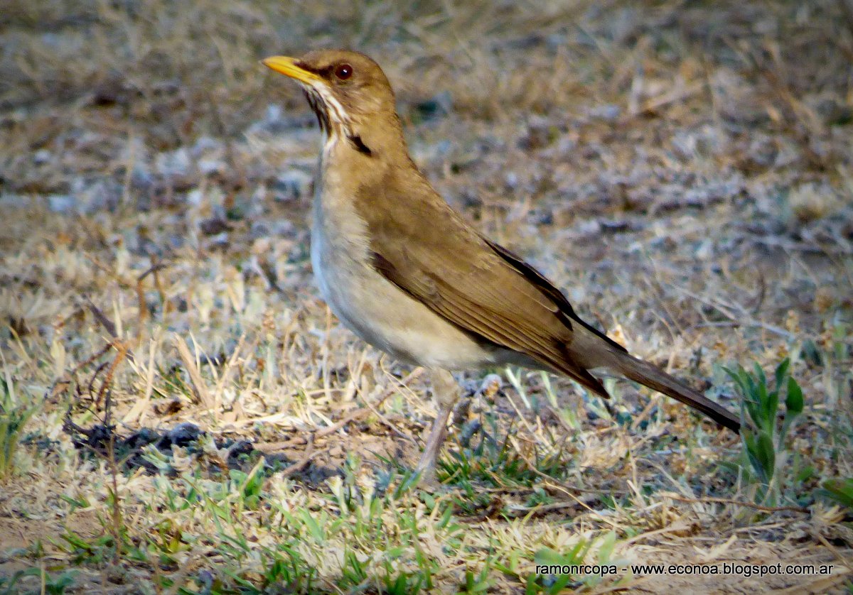 Photo Zorzal Chalchalero