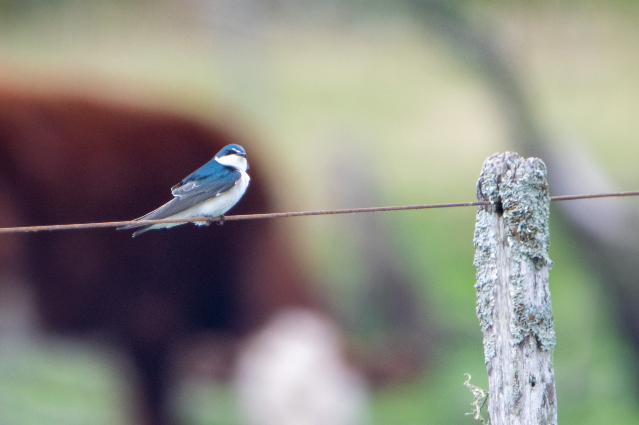 Foto Golondrina Ceja Blanca