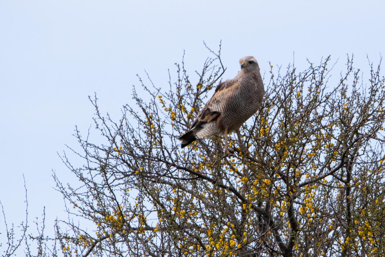 Foto Aguilucho Colorado