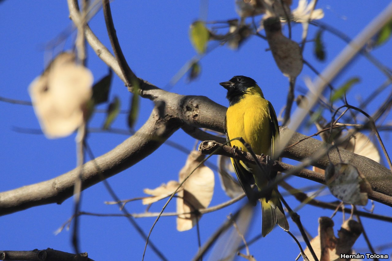 Photo Cabecitanegra Común