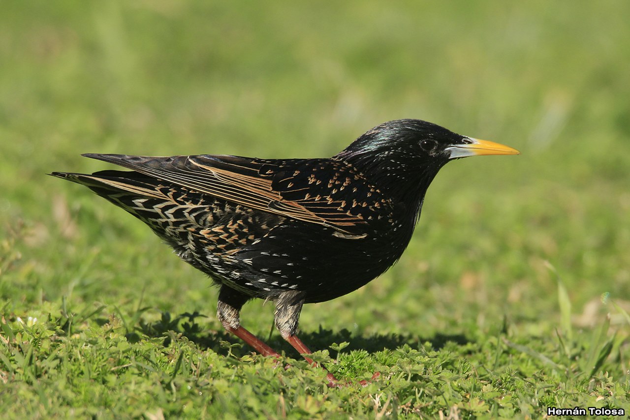 Foto Estornino Pinto