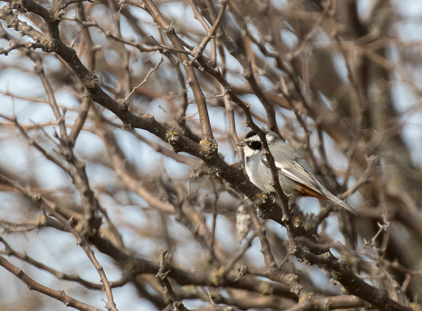 Foto Monterita de Collar