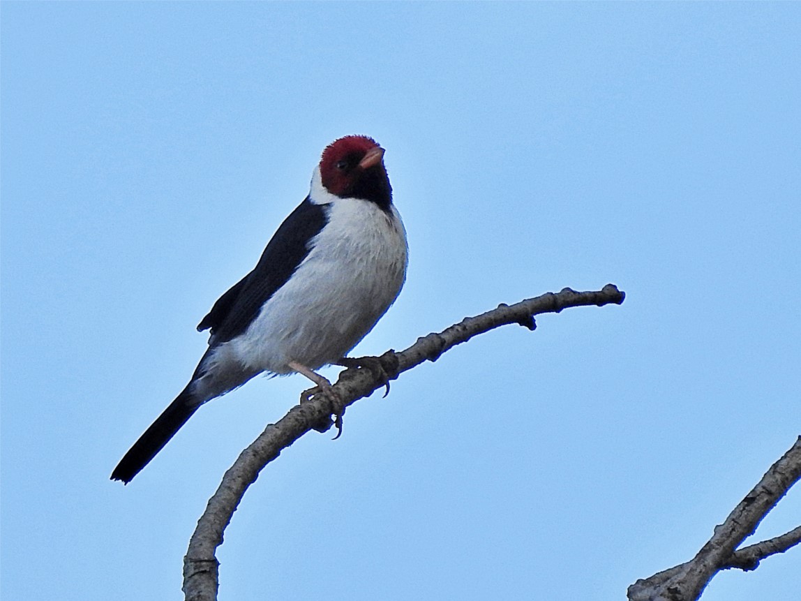 Photo Cardenilla