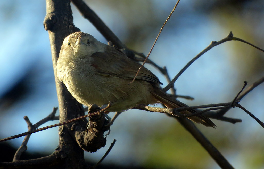Photo Espinero Chico