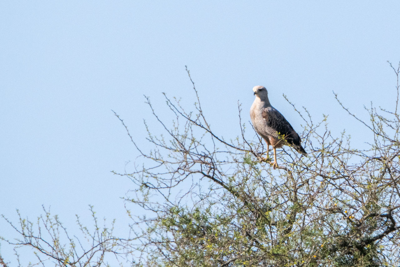 Foto Aguilucho Colorado