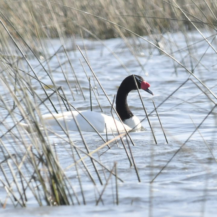 Foto Cisne Cuello Negro