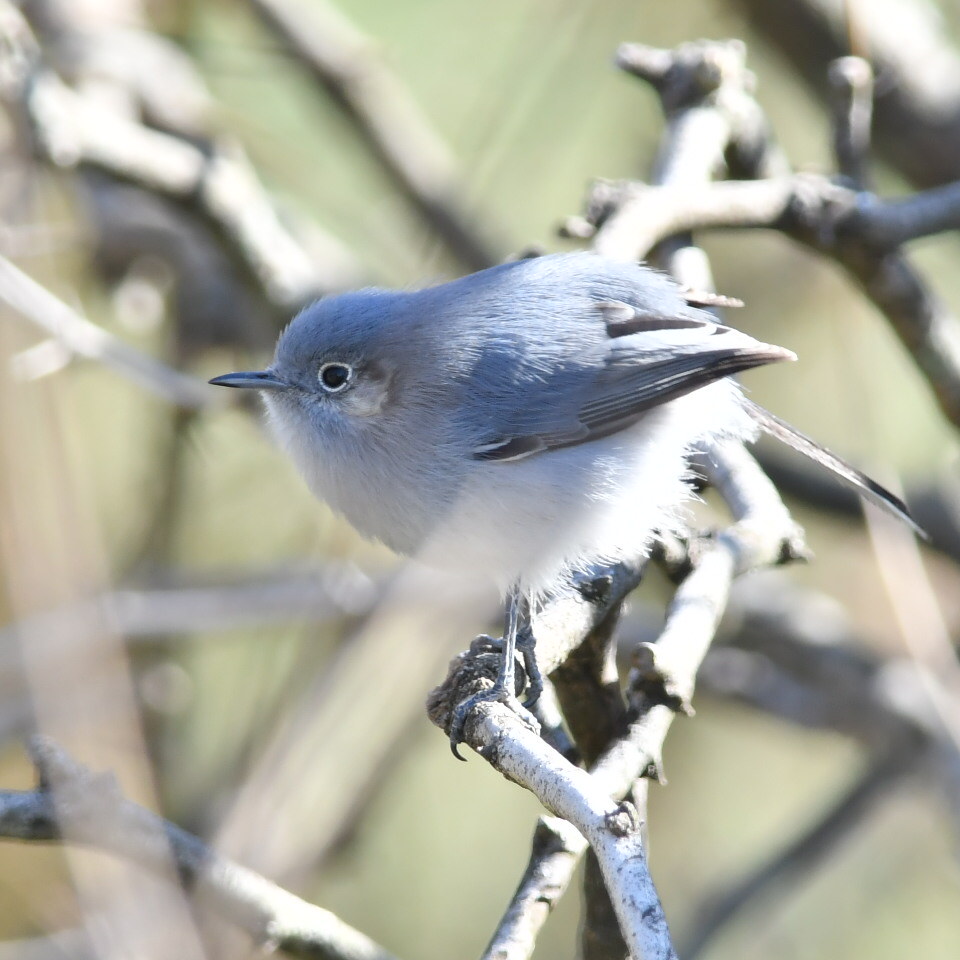 Photo Tacuarita Azul