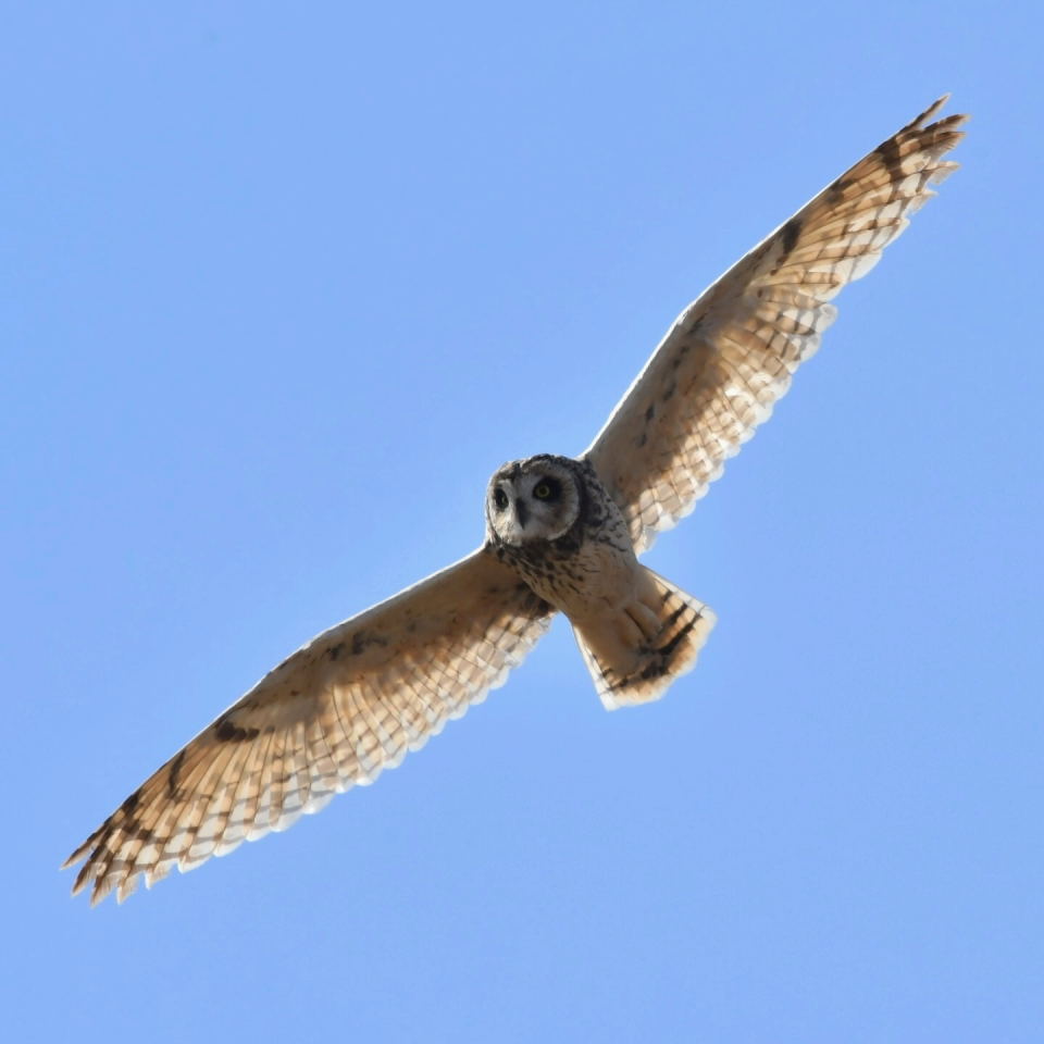 Photo Lechuzón Campestre