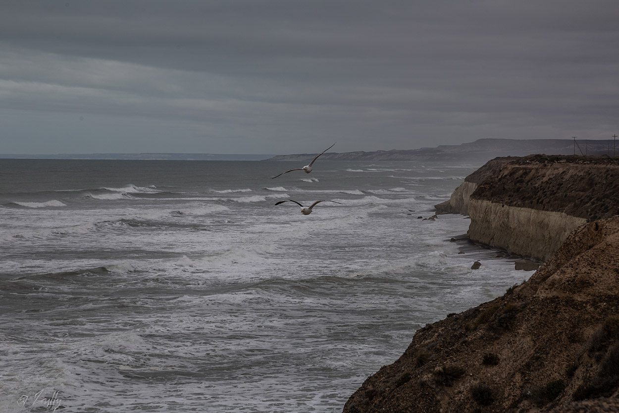 Foto Gaviota Cocinera