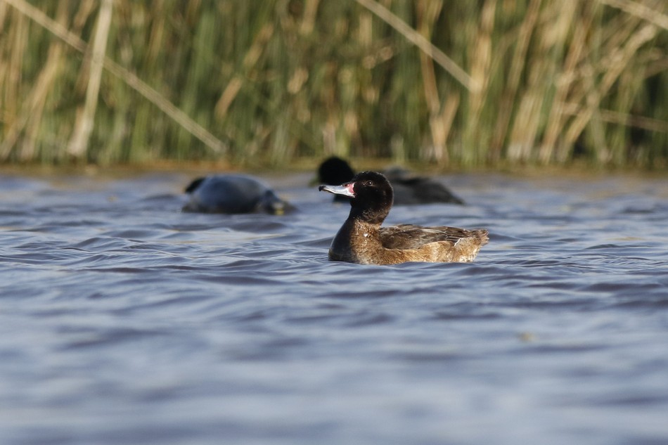 Photo Pato Cabeza Negra