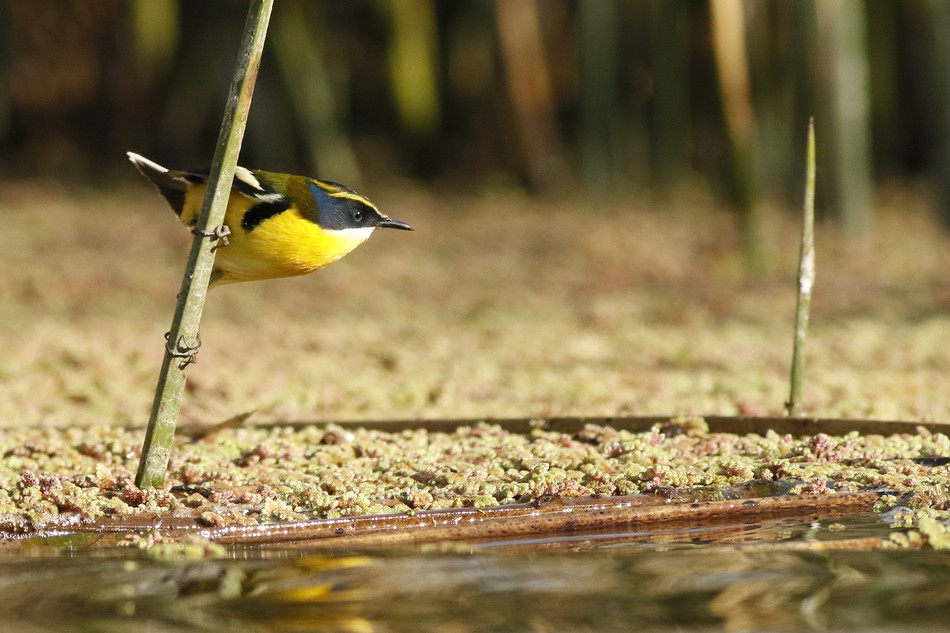 Foto Tachurí Sietecolores
