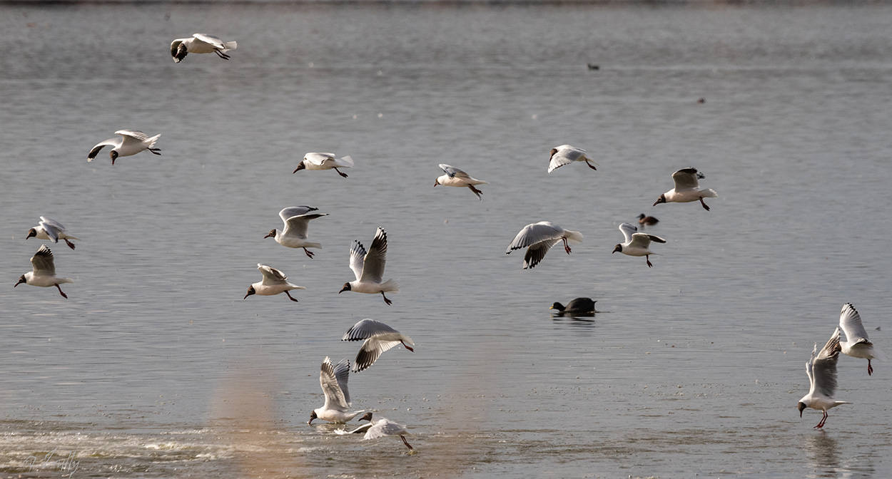 Foto Gaviota Capucho Café