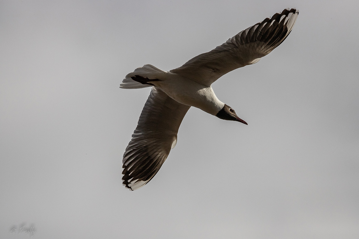 Foto Gaviota Capucho Café