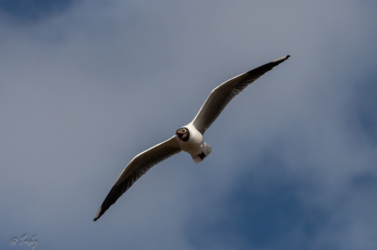 Foto Gaviota Capucho Café