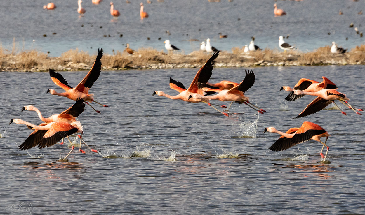 Foto Flamenco Austral