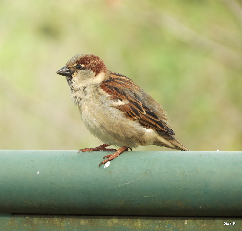 Foto Gorrión Común