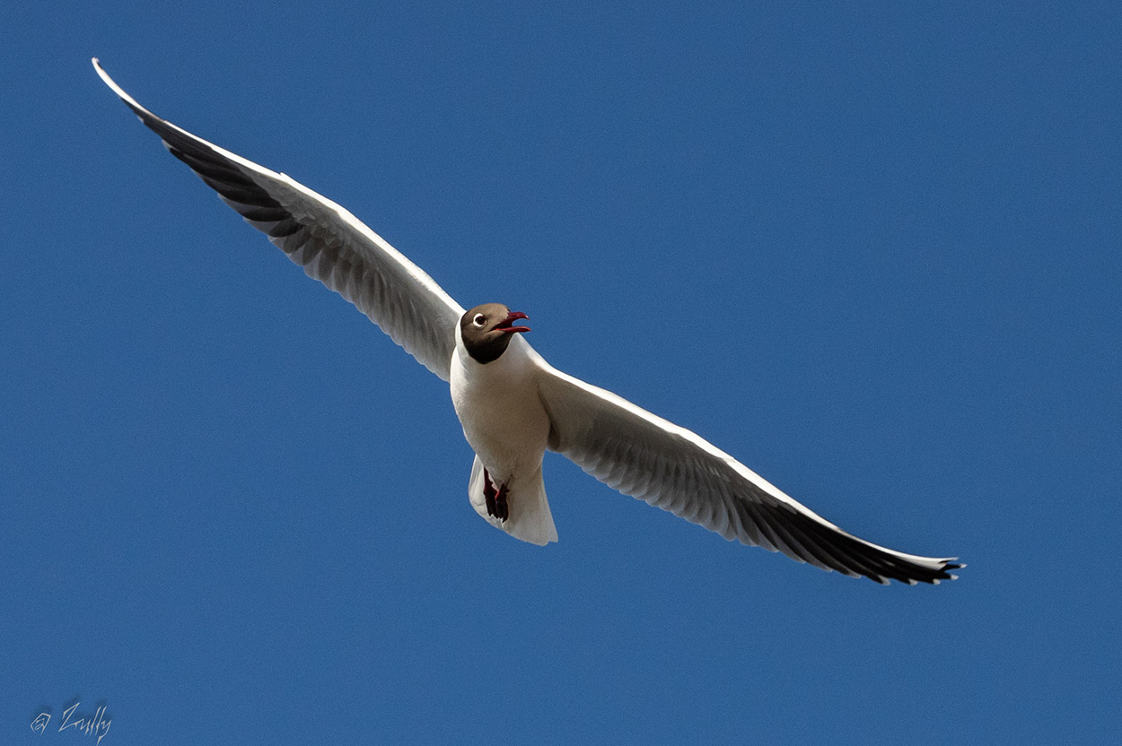 Foto Gaviota Capucho Café