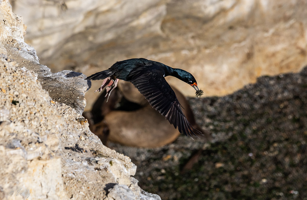 Photo Cormorán Cuello Negro