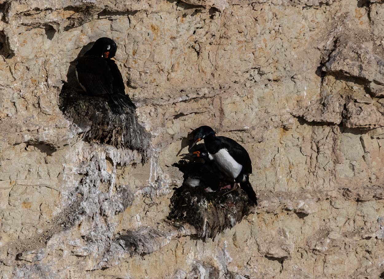 Photo Cormorán Cuello Negro