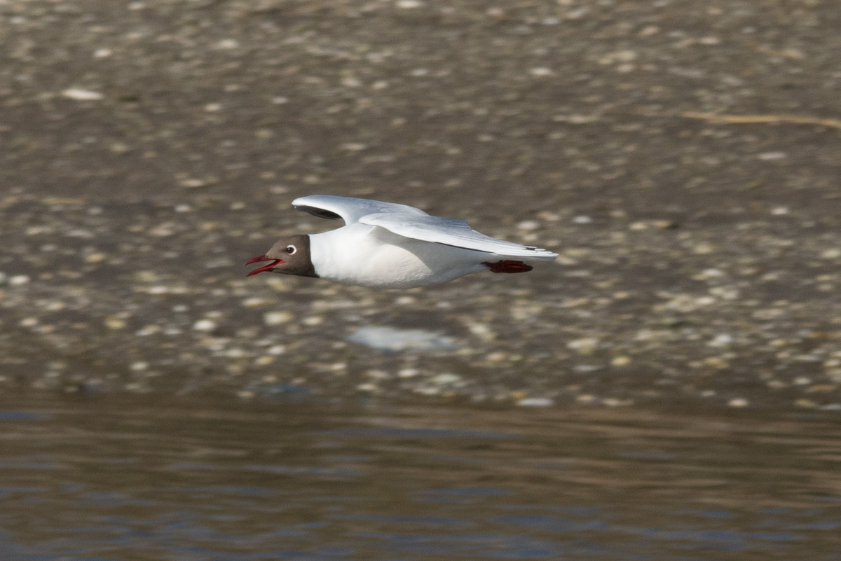 Photo Gaviota Capucho Café