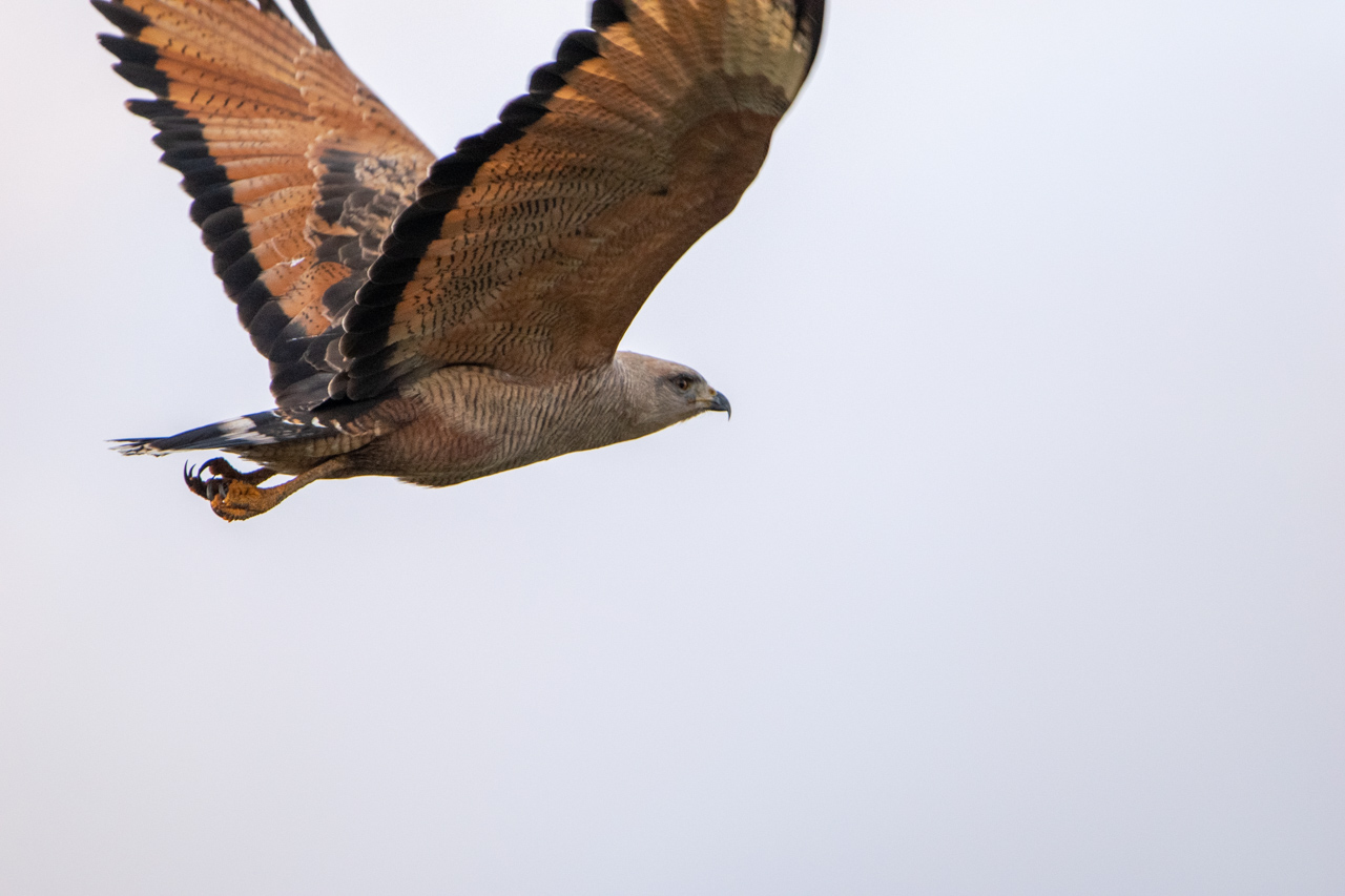Foto Aguilucho Colorado