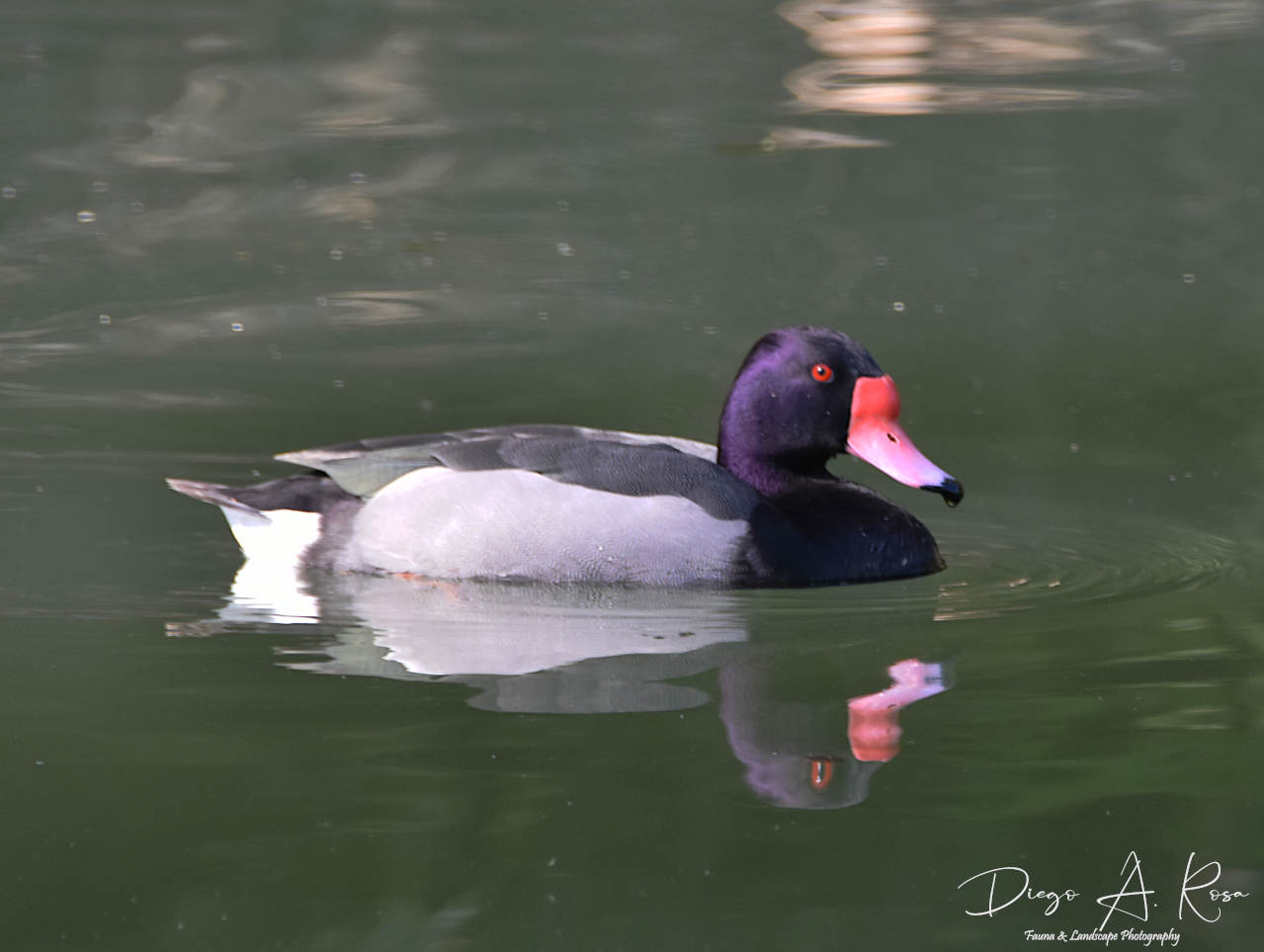 Foto Pato Picazo