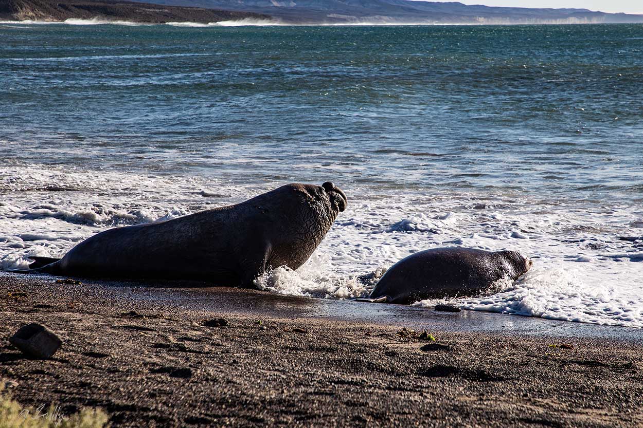 Foto Elefante Marino del Sur