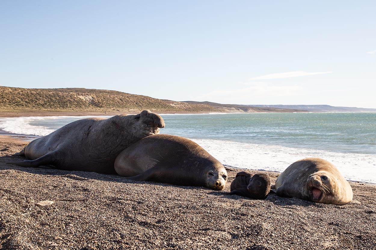 Foto Elefante Marino del Sur
