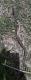 Lygophis anomalus