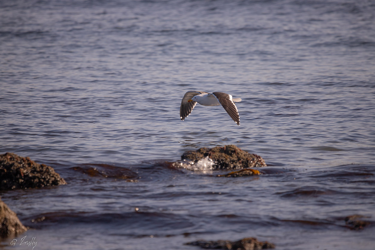 Photo Gaviota Cocinera
