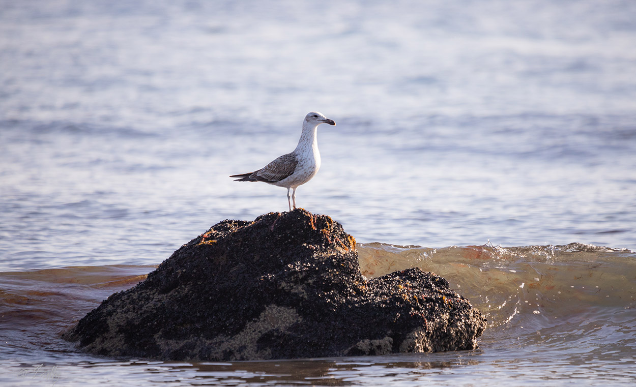 Photo Gaviota Cocinera