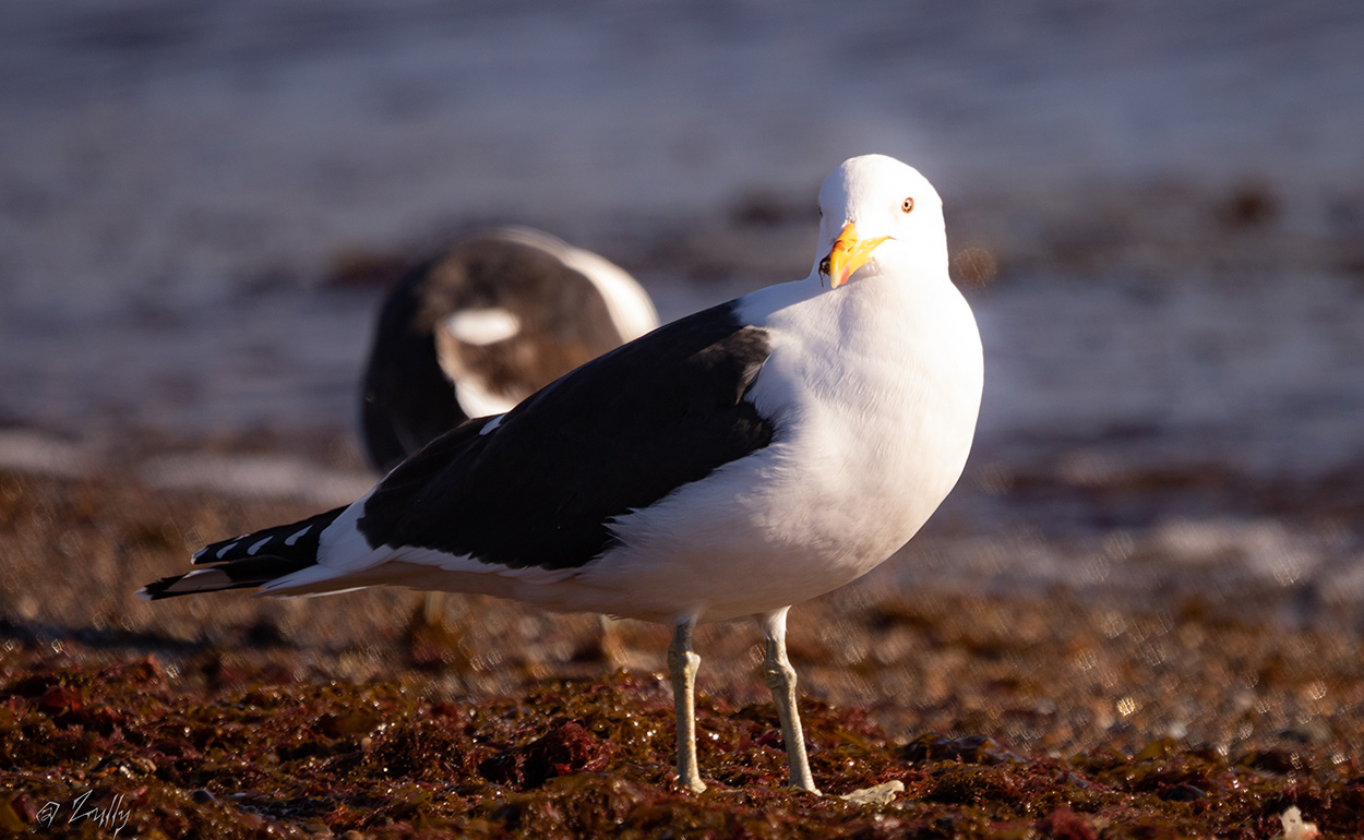Photo Gaviota Cocinera