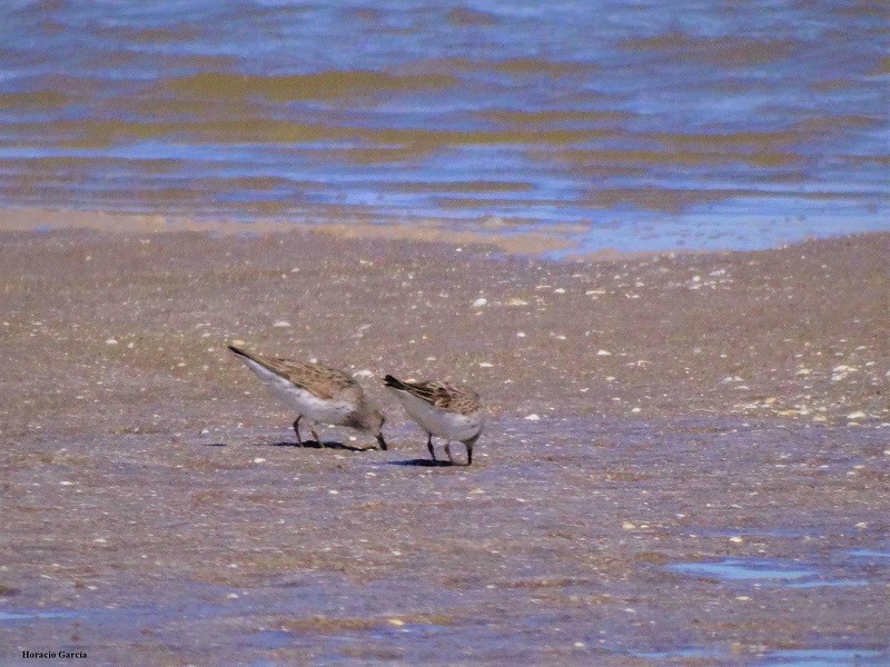 Foto Playerito Rabadilla Blanca