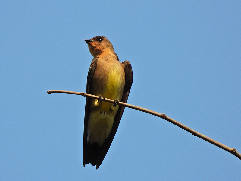 Photo Golondrina Ribereña