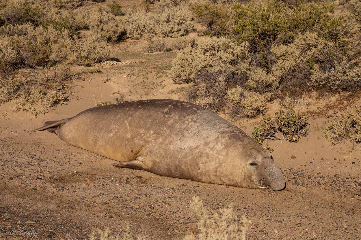 Foto Elefante Marino del Sur