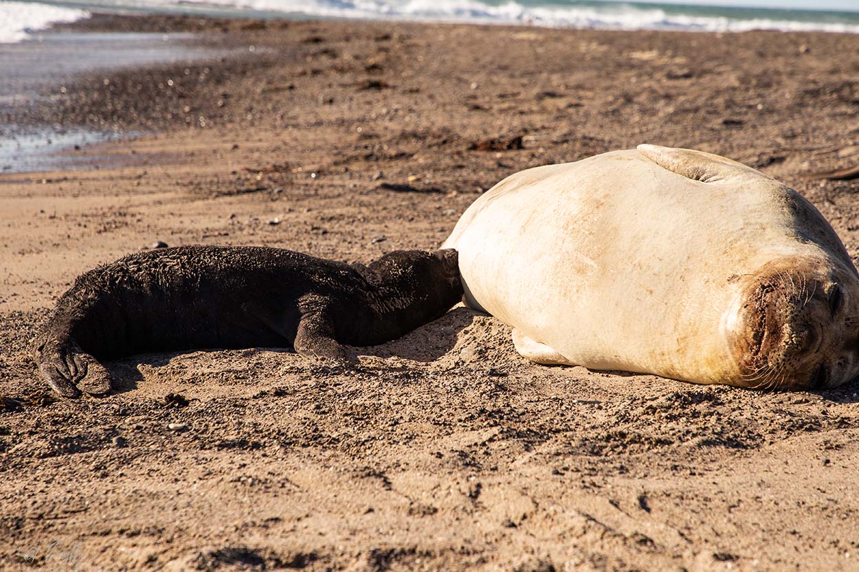 Foto Elefante Marino del Sur