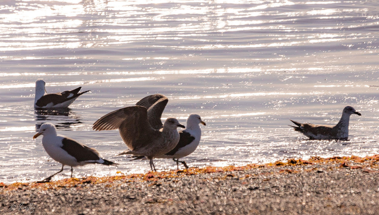 Photo Gaviota Cocinera