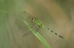 Great Pondhawk (Erythemis vesiculosa)