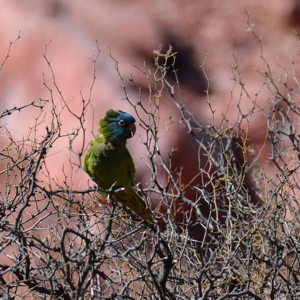 Foto Calancate Común