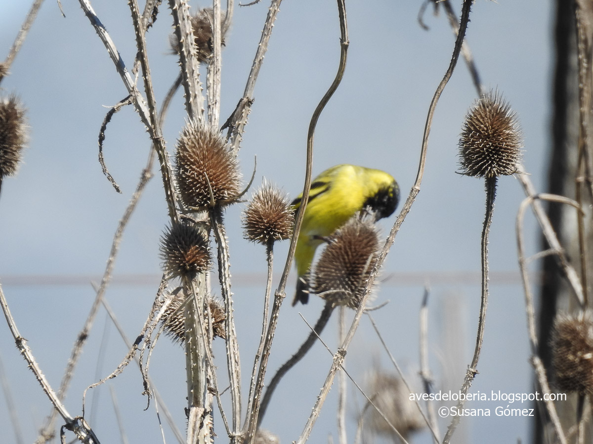 Foto Cabecitanegra Común
