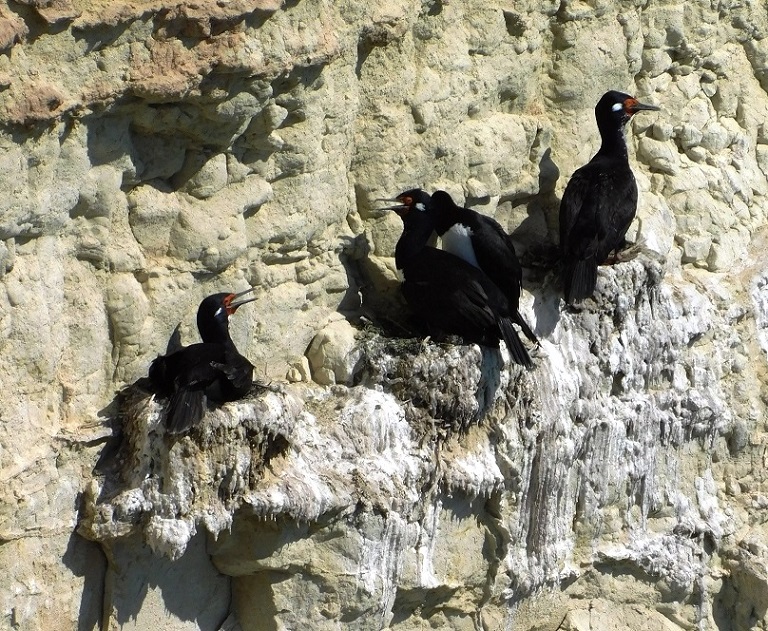 Photo Cormorán Cuello Negro