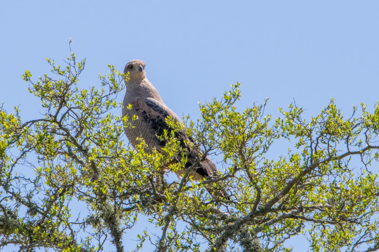 Foto Aguilucho Colorado