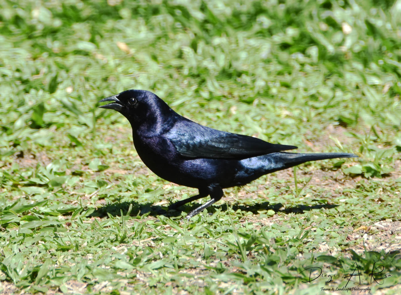 Photo Tordo Renegrido