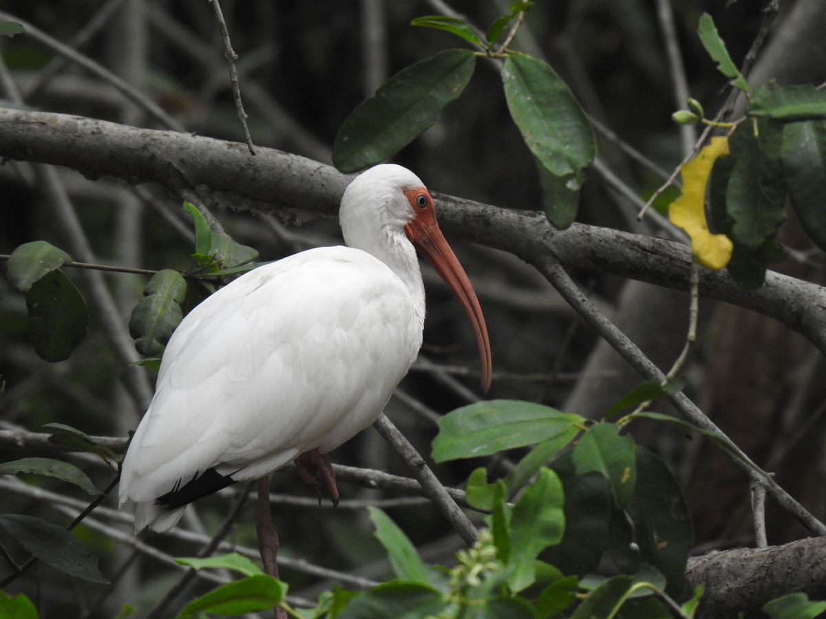 Ibis Blanco (Eudocimus albus)
